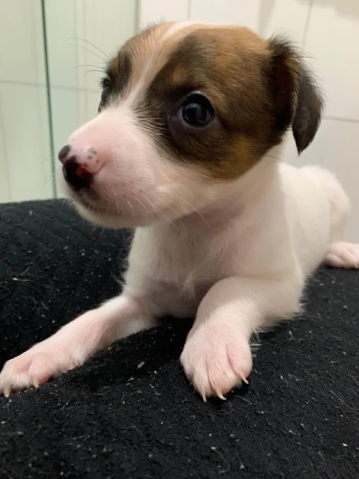 Cachorro ra a SRD-ViraLata idade Abaixo de 2 meses nome Bella