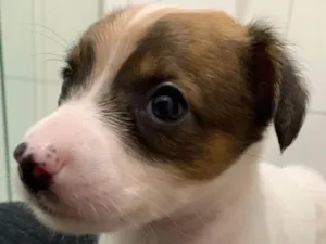 Cachorro raça SRD-ViraLata idade Abaixo de 2 meses nome Bella