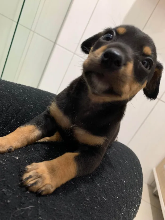 Cachorro ra a SRD-ViraLata idade Abaixo de 2 meses nome Bebel