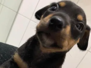 Cachorro raça SRD-ViraLata idade Abaixo de 2 meses nome Bebel