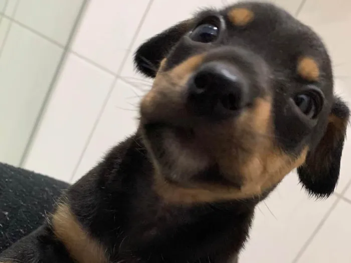 Cachorro ra a SRD-ViraLata idade Abaixo de 2 meses nome Bebel