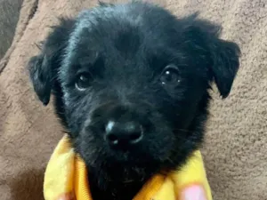 Cachorro raça Maravilhosa  idade Abaixo de 2 meses nome Mickey