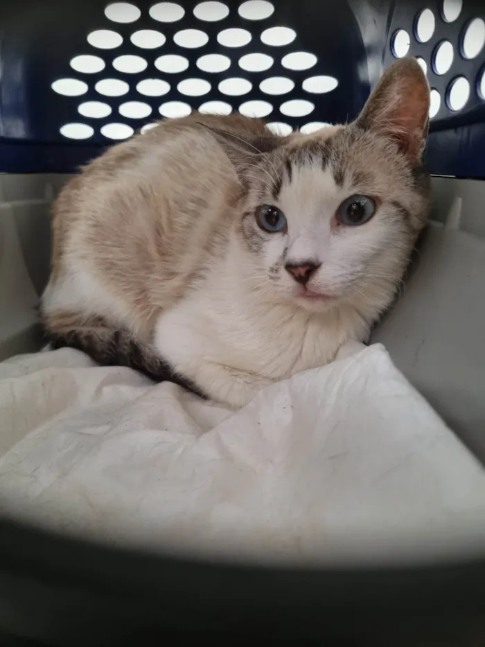 Gato ra a SRD-ViraLata idade 1 ano nome Pérola 