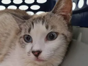 Gato raça SRD-ViraLata idade 1 ano nome Pérola 
