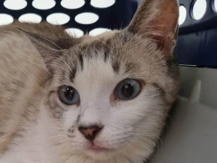 Gato ra a SRD-ViraLata idade 1 ano nome Pérola 