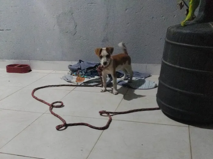 Cachorro ra a SRD-ViraLata idade 2 a 6 meses nome Vitória 