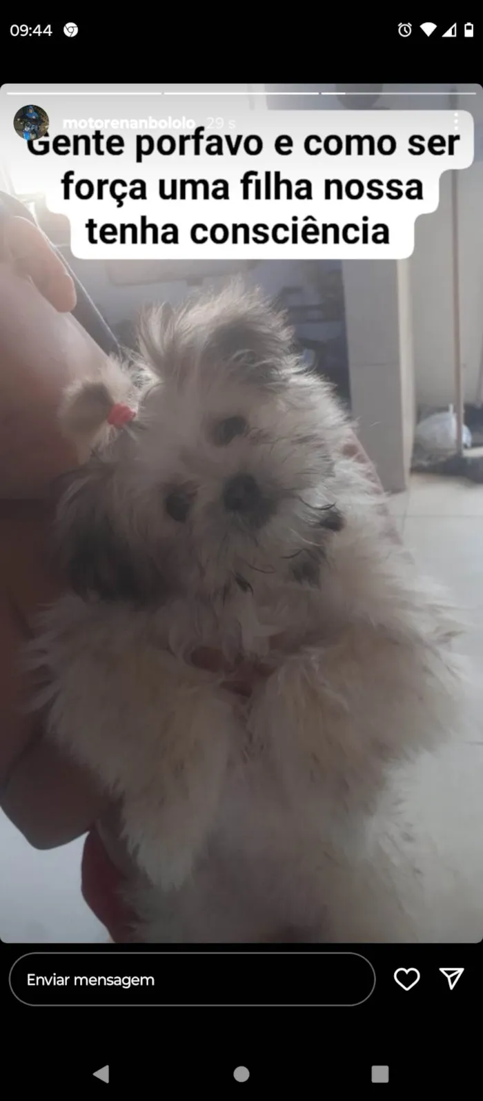 Cachorro ra a Shitzu com maltês  idade 2 a 6 meses nome Princesa 