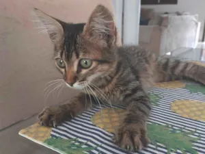 Gato raça SRD-ViraLata idade 2 a 6 meses nome Sem nome 