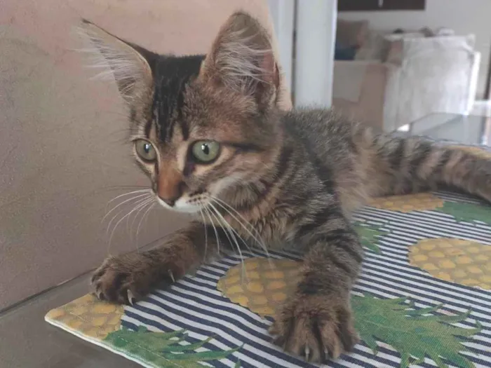 Gato ra a SRD-ViraLata idade 2 a 6 meses nome Sem nome 