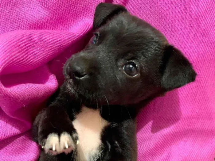 Cachorro ra a SRD-ViraLata idade Abaixo de 2 meses nome Molly