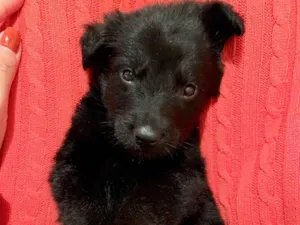 Cachorro raça SRD-ViraLata idade Abaixo de 2 meses nome Martin