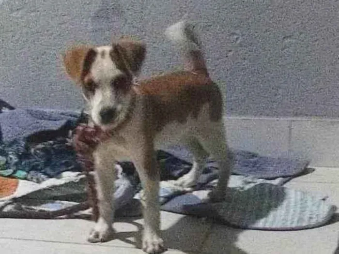 Cachorro ra a SRD-ViraLata idade 2 a 6 meses nome Vitória 