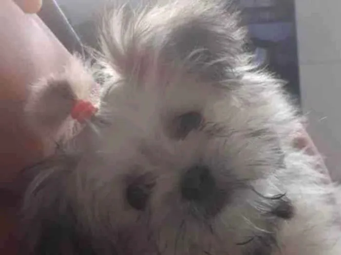 Cachorro ra a Shitzu com maltês  idade 2 a 6 meses nome Princesa 