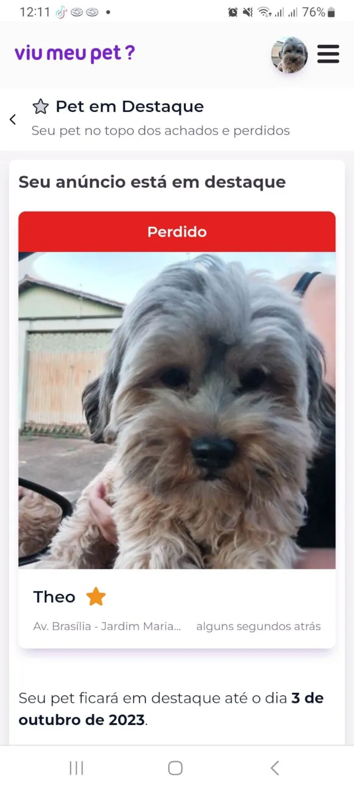 Cachorro ra a Shihtzu  idade 7 a 11 meses nome Theo 