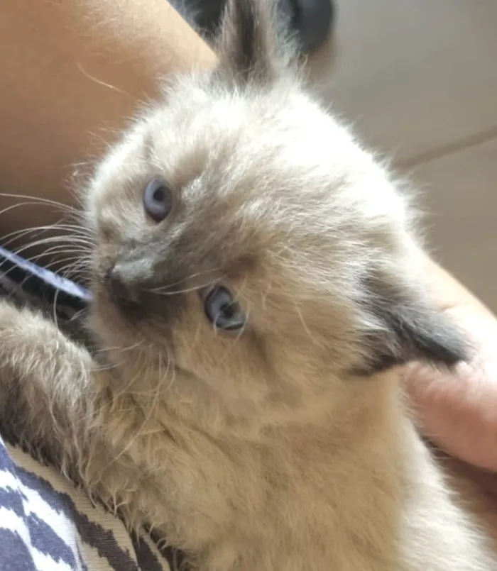 Gato ra a Mestico  idade 2 a 6 meses nome Theo 