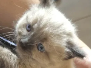 Gato raça Mestico  idade 2 a 6 meses nome Theo 