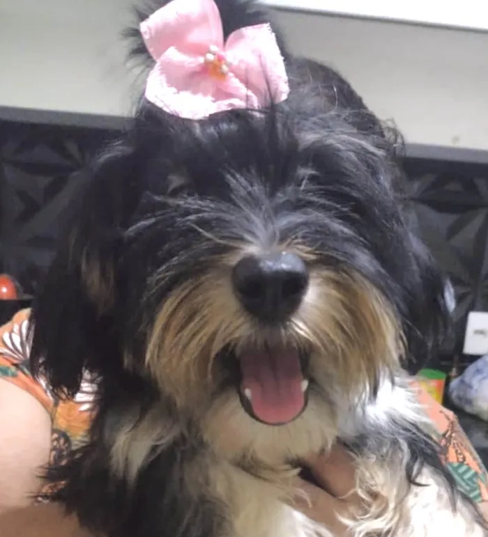 Cachorro ra a  idade 7 a 11 meses nome Mel 