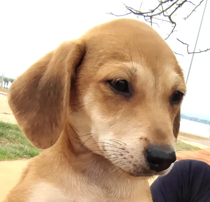 Cachorro ra a Mestico  idade 2 a 6 meses nome Marley 