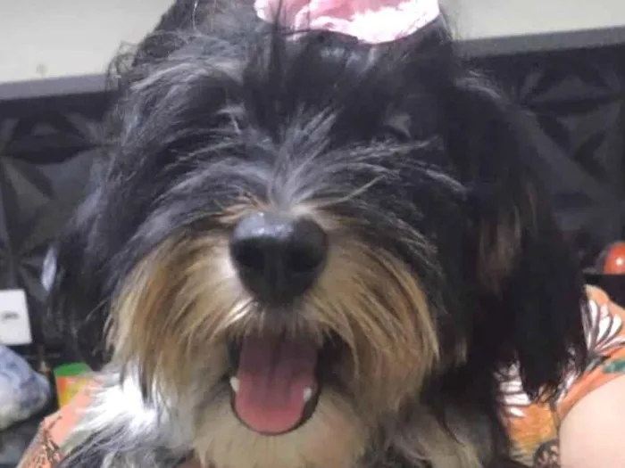 Cachorro ra a  idade 7 a 11 meses nome Mel 