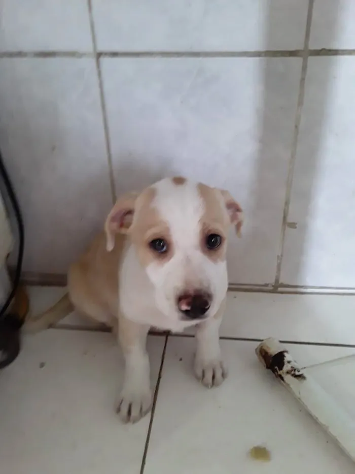 Cachorro ra a SRD-ViraLata idade 2 a 6 meses nome Filhote