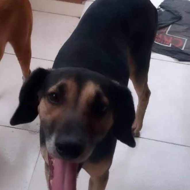 Cachorro ra a SRD-ViraLata idade 3 anos nome Tunico
