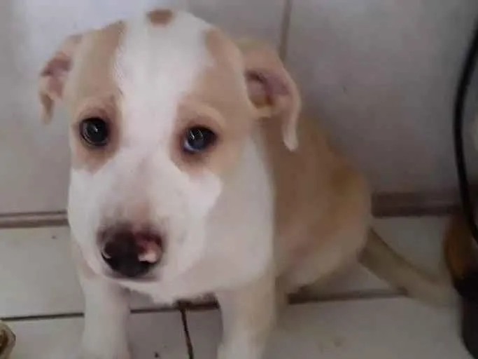 Cachorro ra a SRD-ViraLata idade 2 a 6 meses nome Filhote