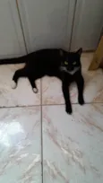 Panterinha