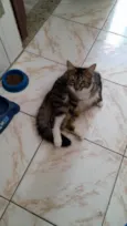 Tigrinho