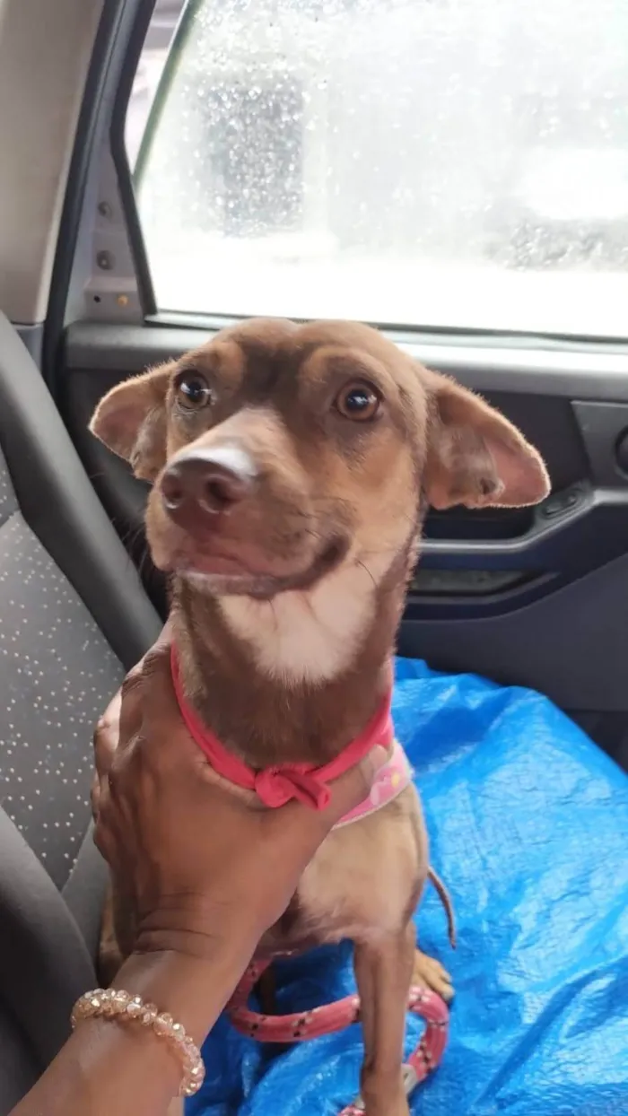 Cachorro ra a SRD-ViraLata idade 7 a 11 meses nome Kiara
