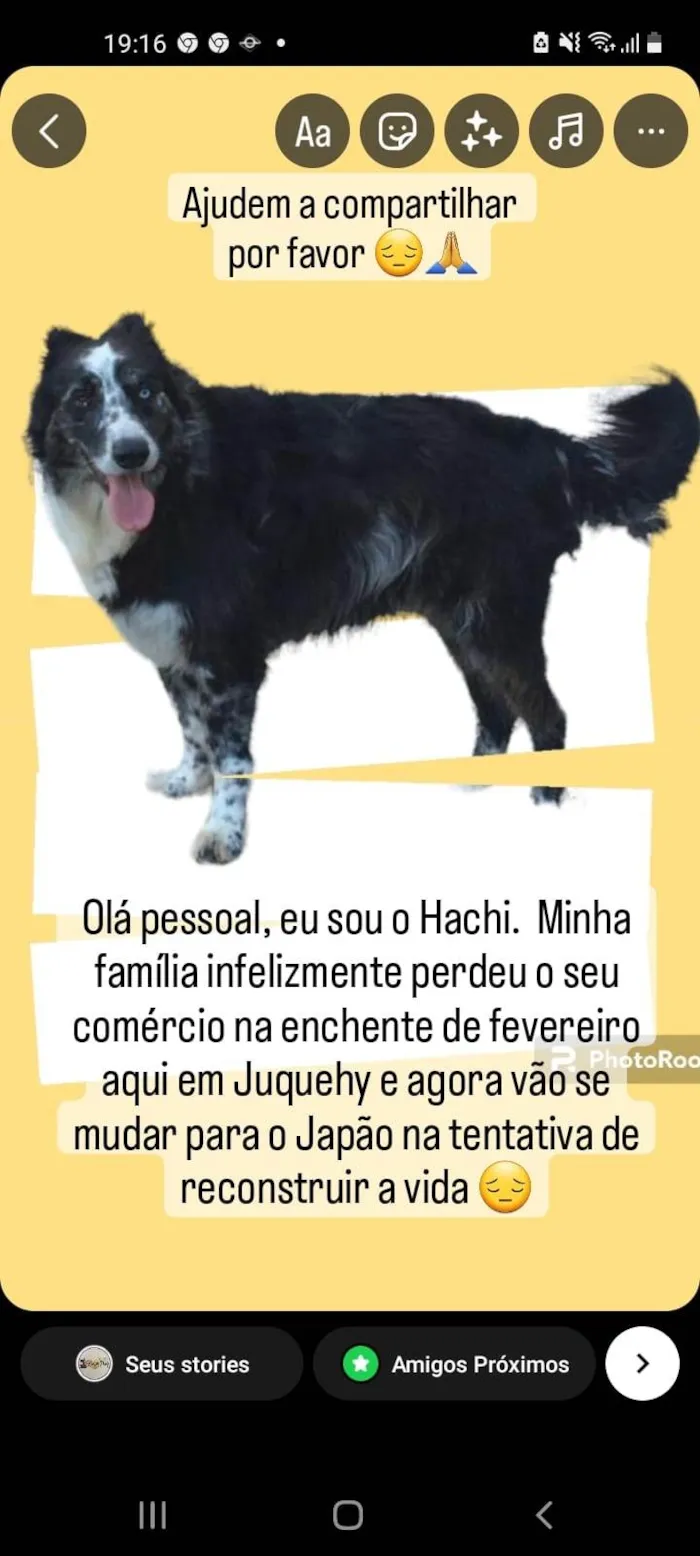 Cachorro ra a SRD-ViraLata idade 5 anos nome Hatch
