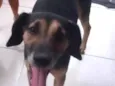 Tunico