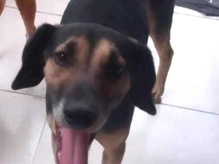 Cachorro ra a SRD-ViraLata idade 3 anos nome Tunico