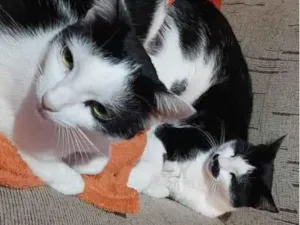 Gato raça SRD-ViraLata idade 3 anos nome Jujuba e Melzinha
