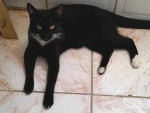 Gato raça SRD-ViraLata idade 7 a 11 meses nome Panterinha 