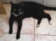Panterinha