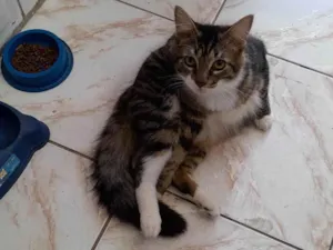 Gato raça SRD-ViraLata idade 7 a 11 meses nome Tigrinho 