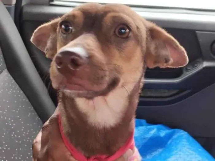 Cachorro ra a SRD-ViraLata idade 7 a 11 meses nome Kiara
