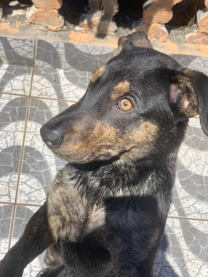 Cachorro ra a SRD-ViraLata idade 2 a 6 meses nome apolo 