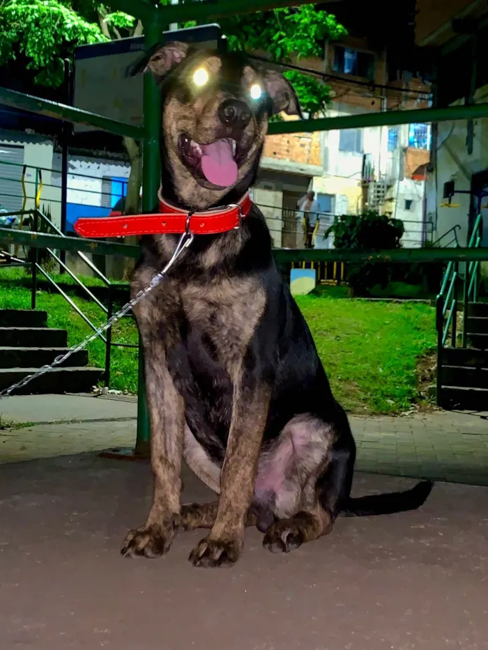 Cachorro ra a SRD-ViraLata idade 2 a 6 meses nome apolo 