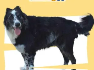 Cachorro raça SRD-ViraLata idade 5 anos nome Hatch