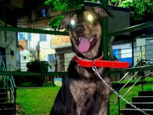 Cachorro raça SRD-ViraLata idade 2 a 6 meses nome apolo 