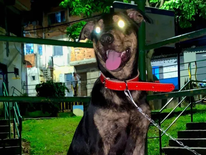 Cachorro ra a SRD-ViraLata idade 2 a 6 meses nome apolo 