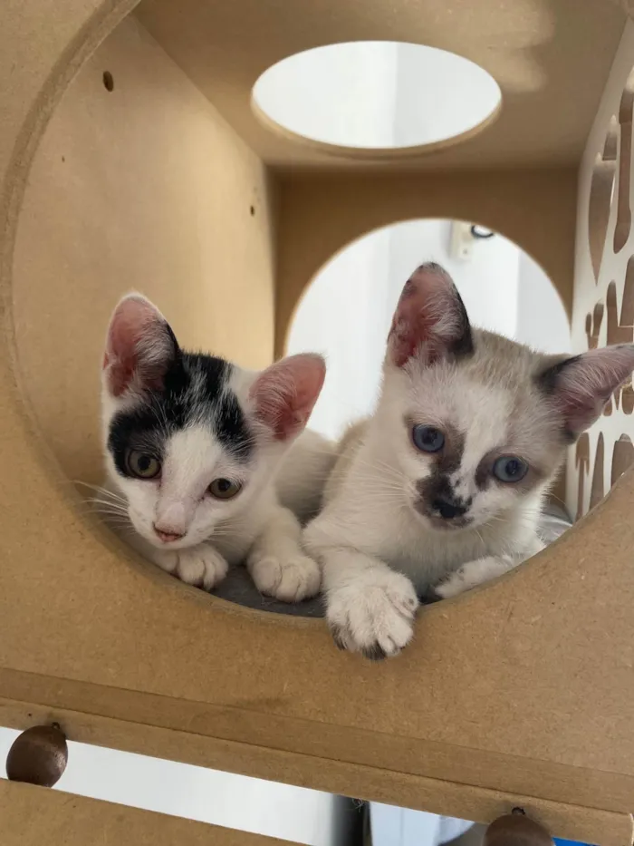 Gato ra a Srd idade Abaixo de 2 meses nome Nino