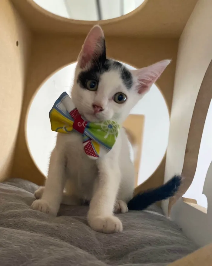 Gato ra a Srd idade Abaixo de 2 meses nome Nino