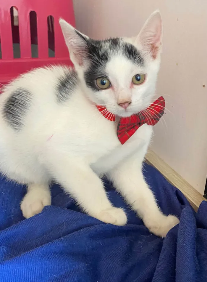 Gato ra a Srd idade Abaixo de 2 meses nome Nino
