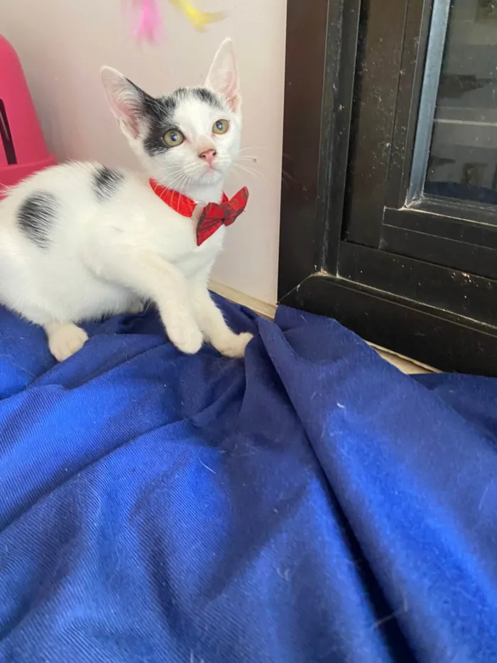 Gato ra a Srd idade Abaixo de 2 meses nome Nino