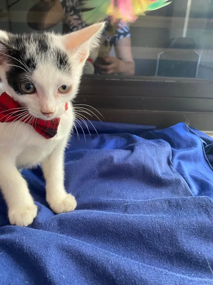 Gato ra a Srd idade Abaixo de 2 meses nome Nino