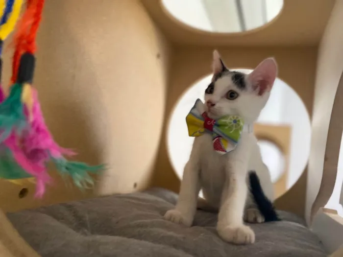 Gato ra a Srd idade Abaixo de 2 meses nome Nino