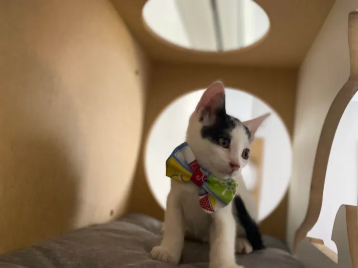 Gato ra a Srd idade Abaixo de 2 meses nome Nino