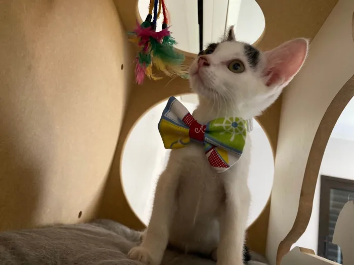 Gato ra a Srd idade Abaixo de 2 meses nome Nino